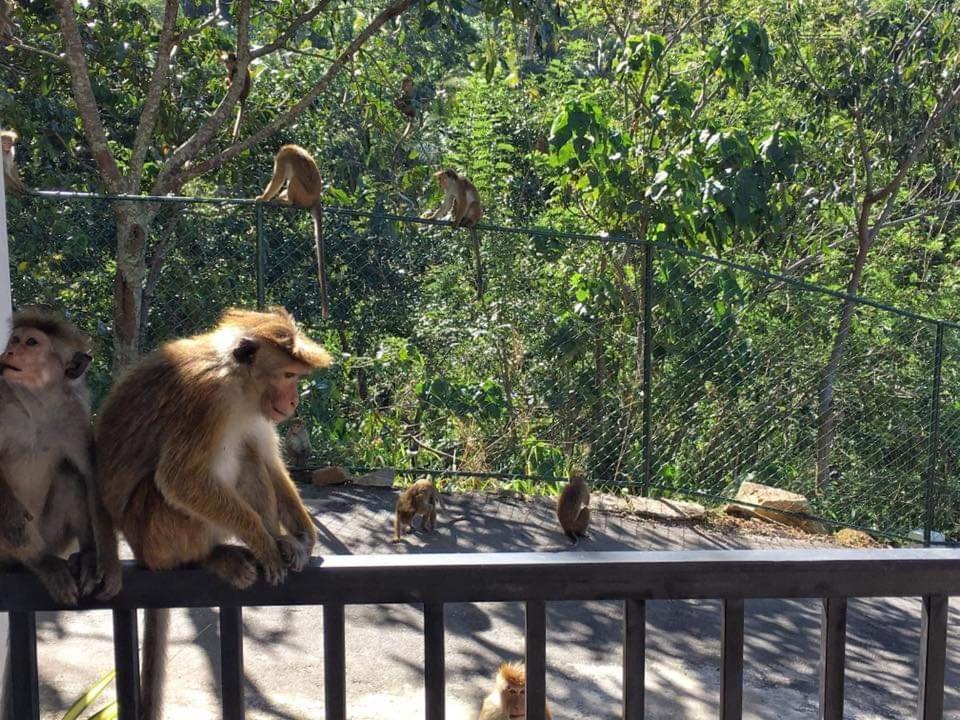 The Grand Hills Bed & Breakfast Kandy Ngoại thất bức ảnh